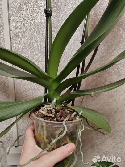 Орхидея фаленопсис