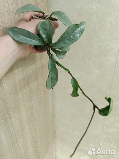 Хойя ан-074 silver и другие редкие хойи