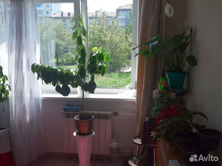 Лимонное дерево