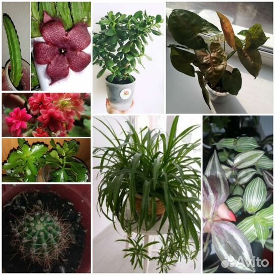 Набор росточков