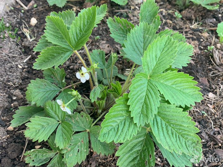 Ремонтантная земляника безусая