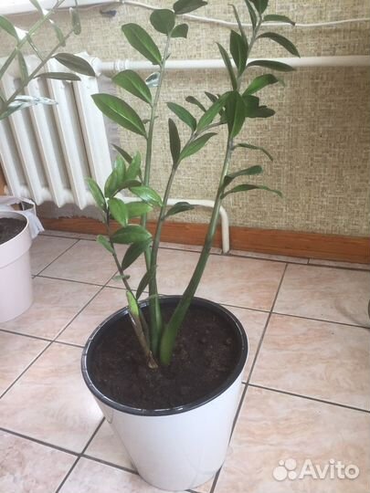 Замиокулькас