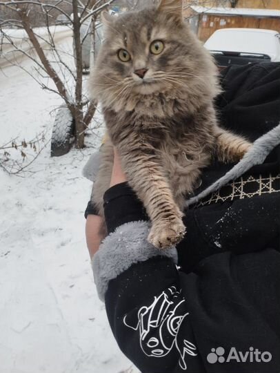 Жорик, он же Жорж и просто Георгий