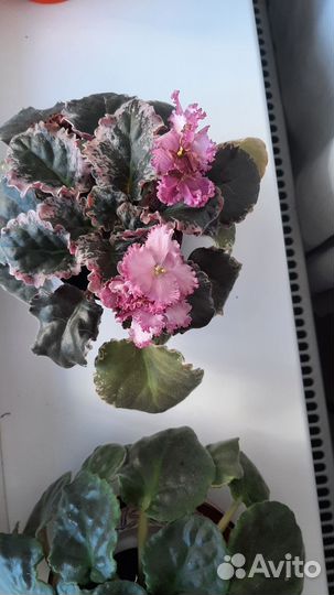 Фиалка в горшках