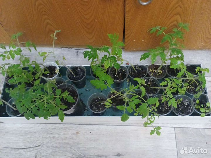 Рассада помидор