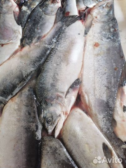 Горбуша непотрошеная 23г