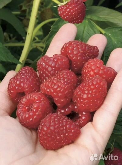 Ремонтантная малина