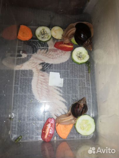 Улитки ахатины