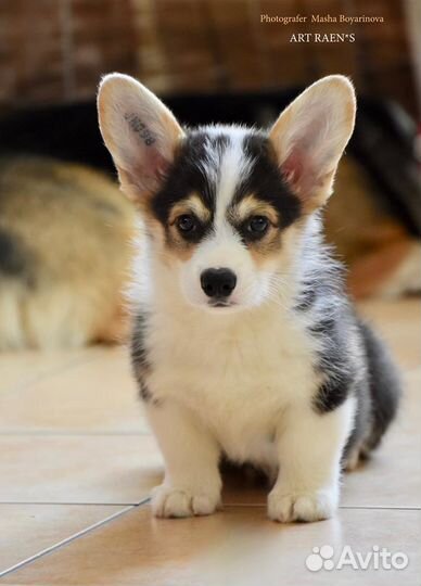 Вельш корги пемброк