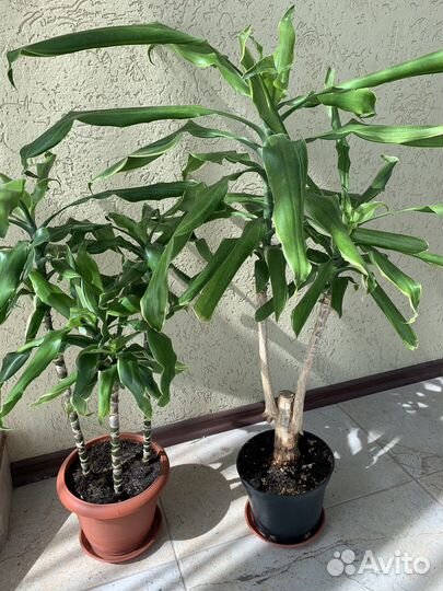 Взрослая пальма Юкка, драцена деремская
