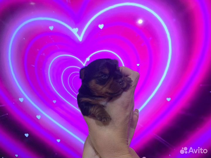 Йоркширский терьер