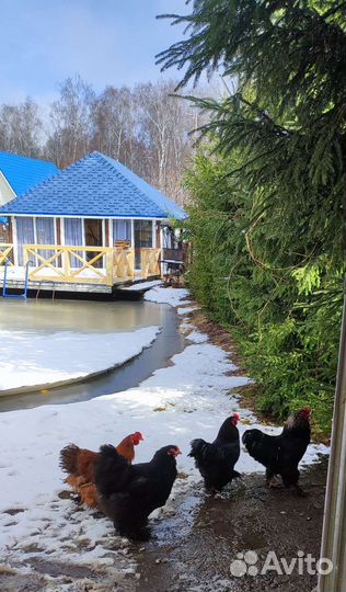 Петухи, курочка Кохинхины, красавчики