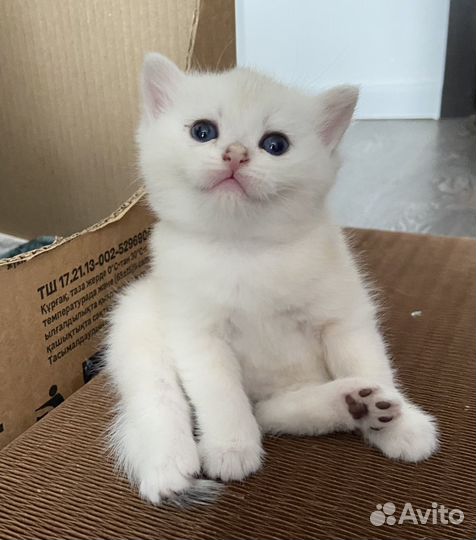 Британские котята