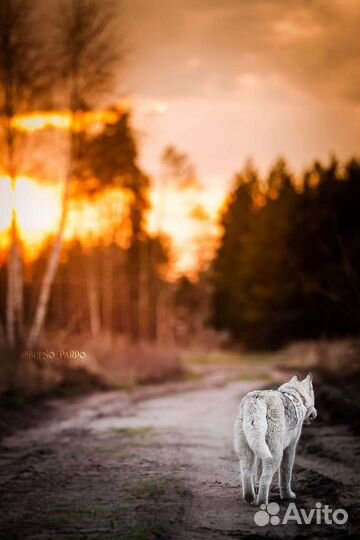 Сибирский хаски