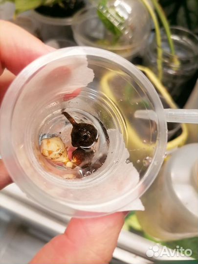 Клубни алоказий Регал шилдс и Блэк вельвет