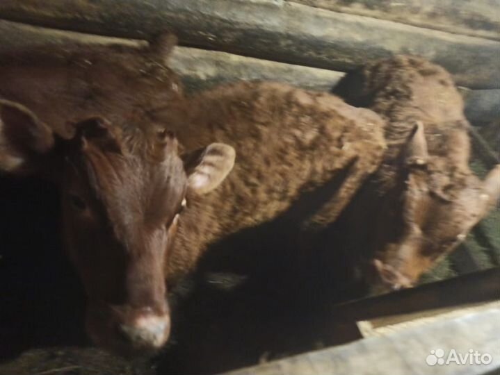 Корова дойная с теленком (можно без)