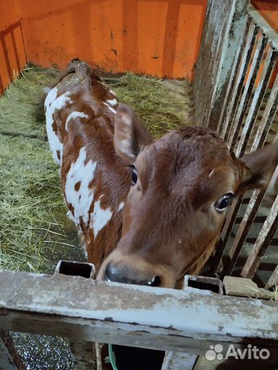 Телки айширские на племя