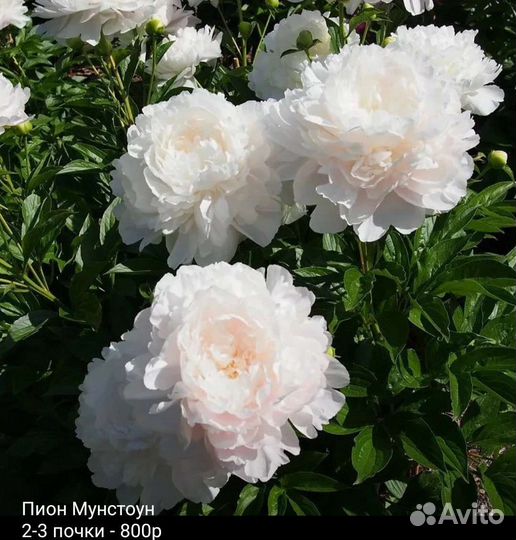 Пионы саженцы