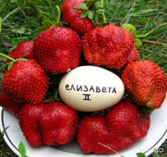 Клубника саженцы