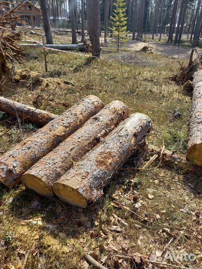 Бревна сосновые, сосны целиком