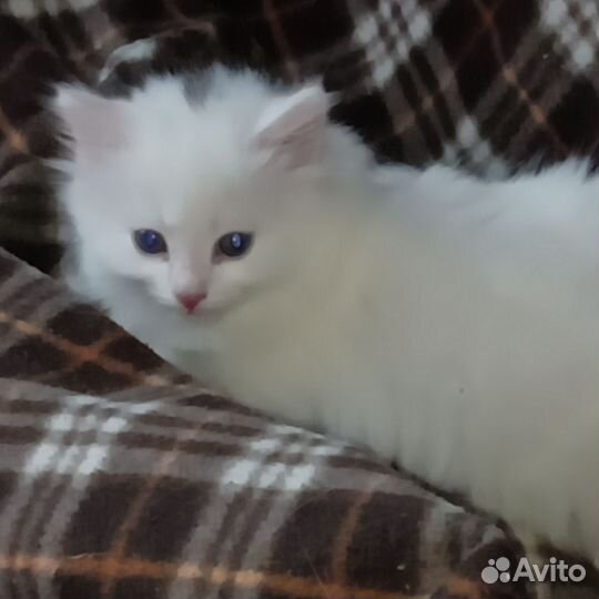 Котята турецкой ангоры
