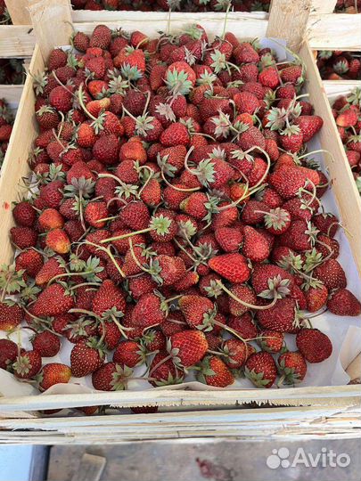 Черника Клубника Малина свежая из Киргизии