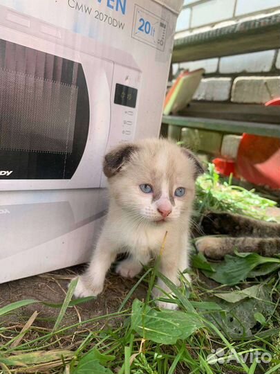 Вислоухие котята