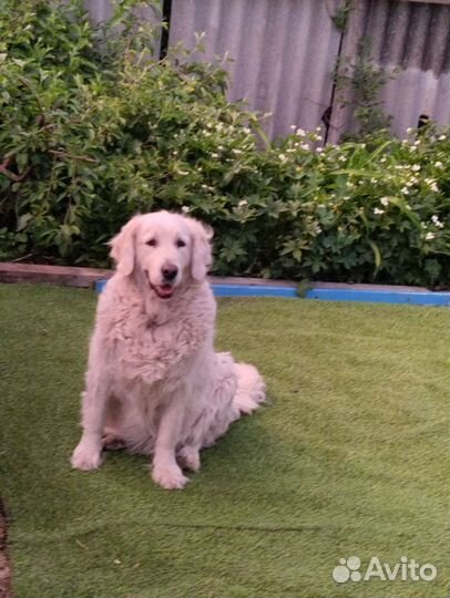 Пух собаки белый