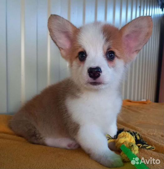 Передержка животных / Догситер