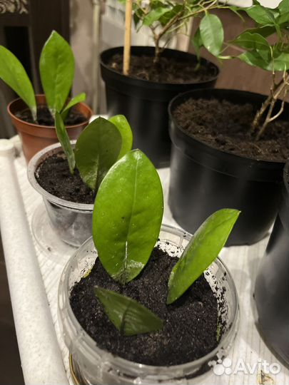 Замиокулькас