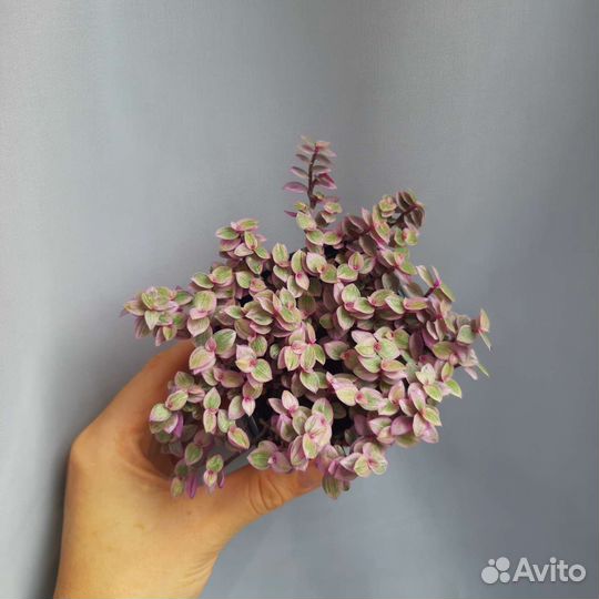 Каллизия розовая пантера