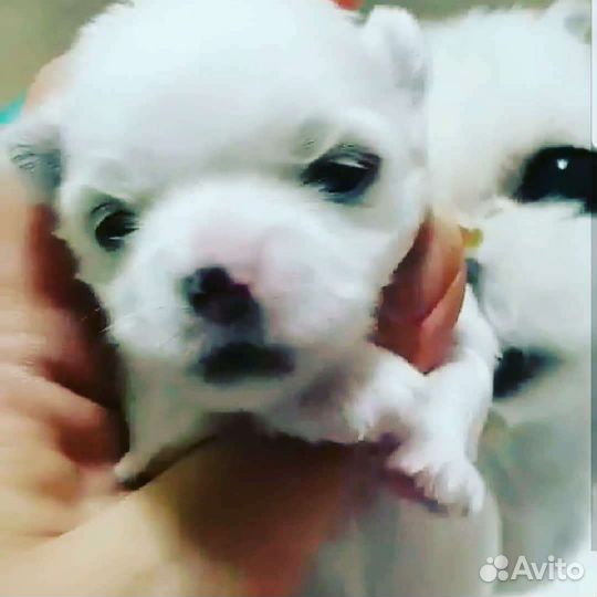 Микро девочки