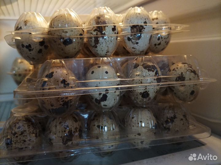 Яйцо домашние перепелиное