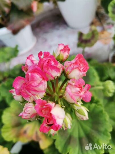 Пеларгония герань