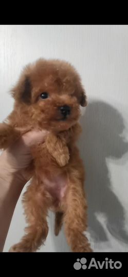 Той-пудель тикап тедди