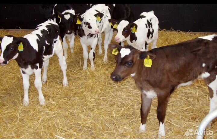 Бычки телята