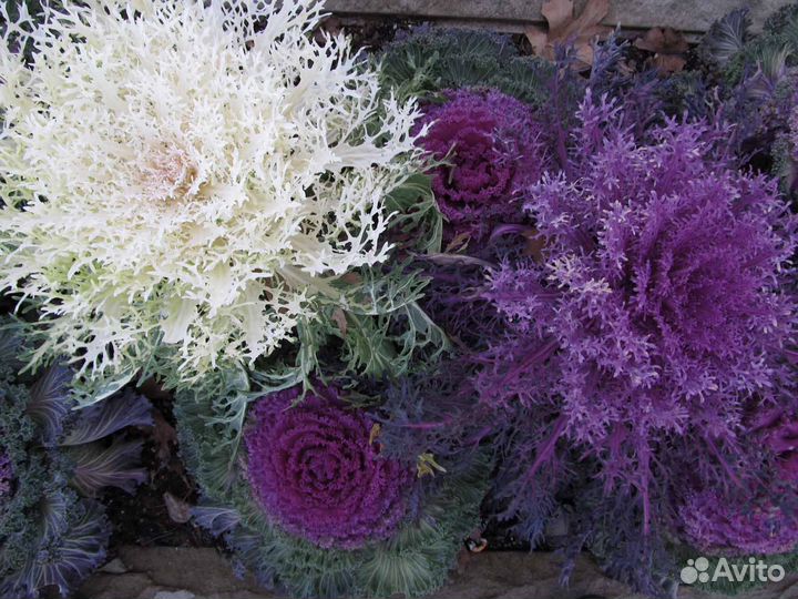 Декоративная капуста