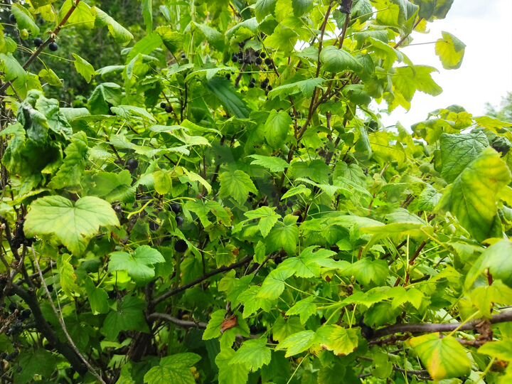 Участок 13,7 сот. (ИЖС)