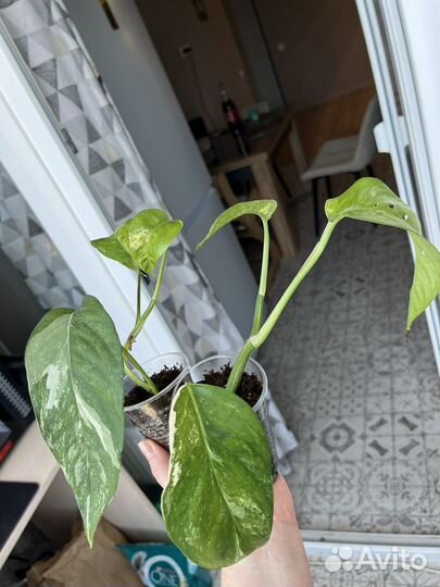 Хойя компакта,филодендрон, крестовник и т д