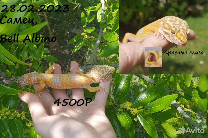 Геккон эублефар