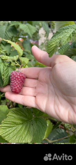 Клубника, малина