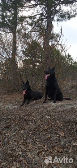 Черная немецкая овчарка