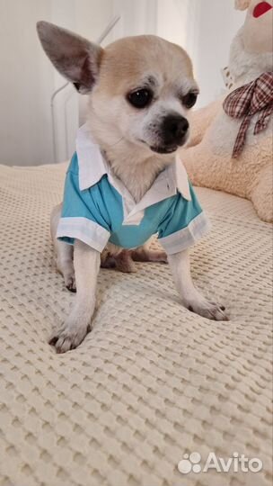 Рубашка для собаки мелких пород