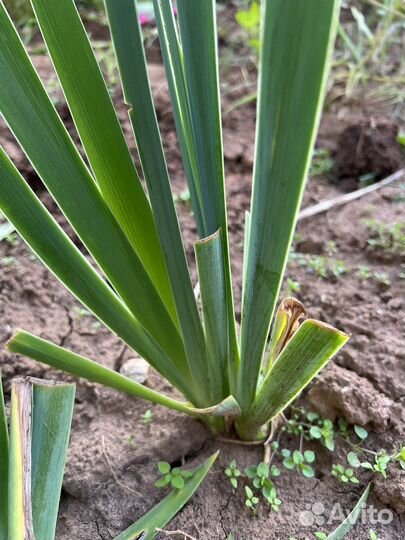 Ирисы бородатые желтые многолетнее растение