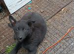 Бельгийская овчарка малинуа черная щенок
