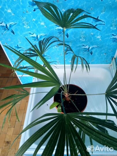 Трахикарпус форчуна