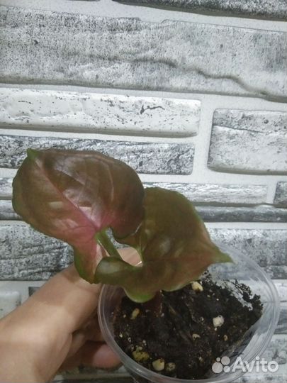 Сингониум клубничный лёд