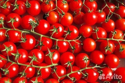 Раппунцель семена