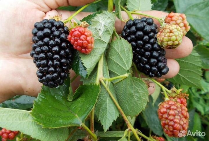 Саженцы ежевики