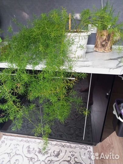 Аспарагус шпренгеля комнатный цветы